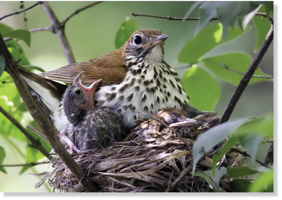 Photo of the brown‐headed cowbird in the nest of the wood thrush.