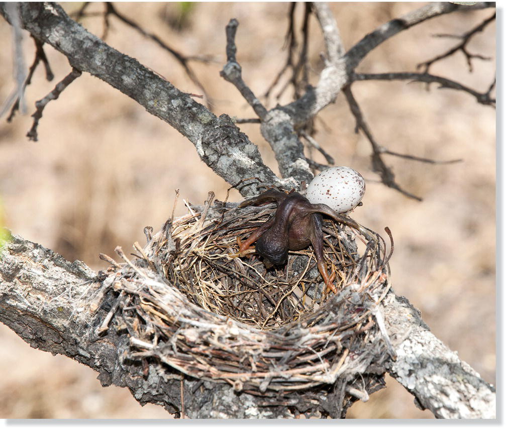 Photo of the parasitic African cuckoo (Cuculus gularis) pushing the host’s egg.