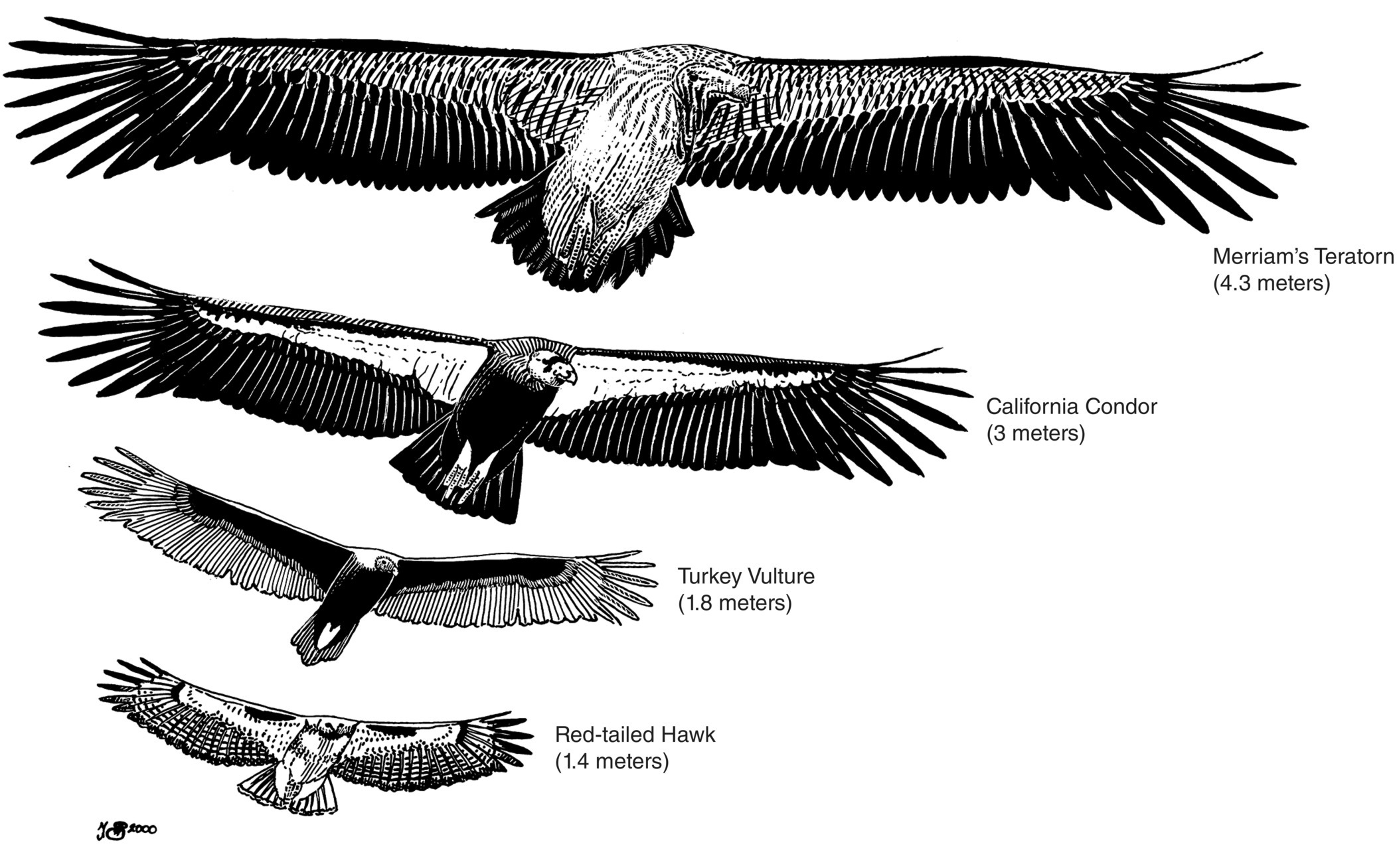 4 Sketches illustrating wingspan comparison of (top–bottom) Merriam’s teratorn (4.3 meters), California condor (3 meters), Turkey vulture (1.8 meters), and Red-tailed hawk (1.4 meters).