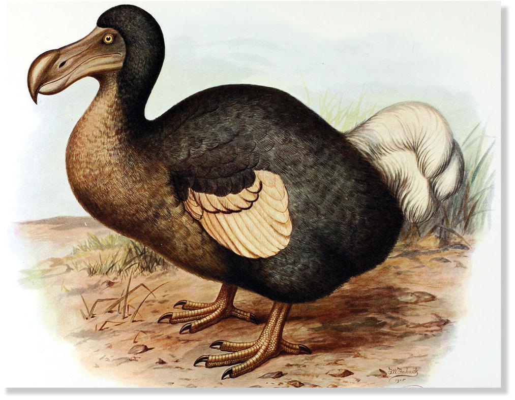 Painting of a dodo (Raphus cucullatus).