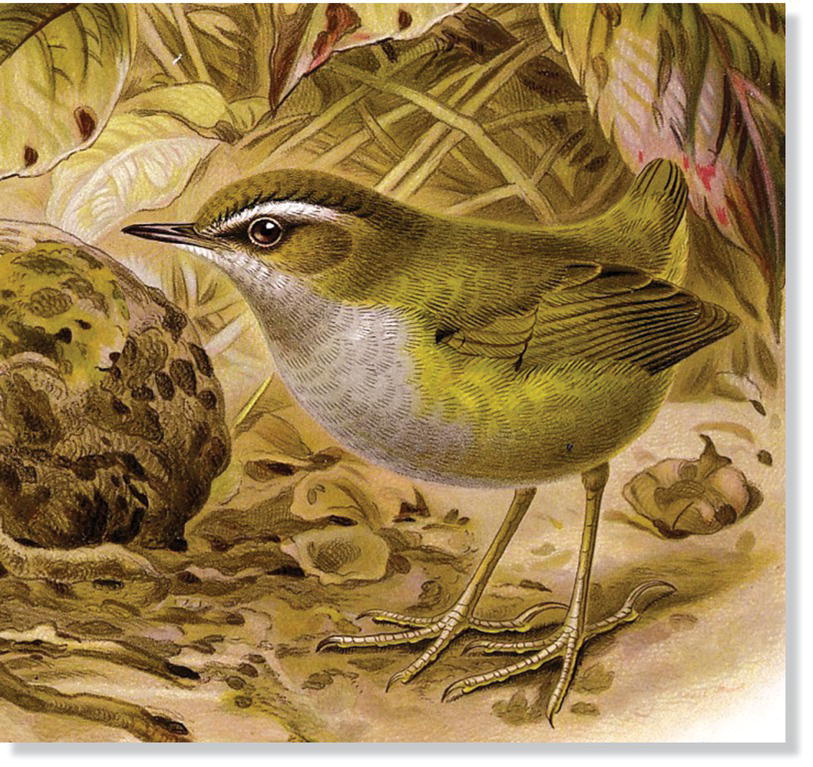 Painting of a bush wren (Xenicus longipes).