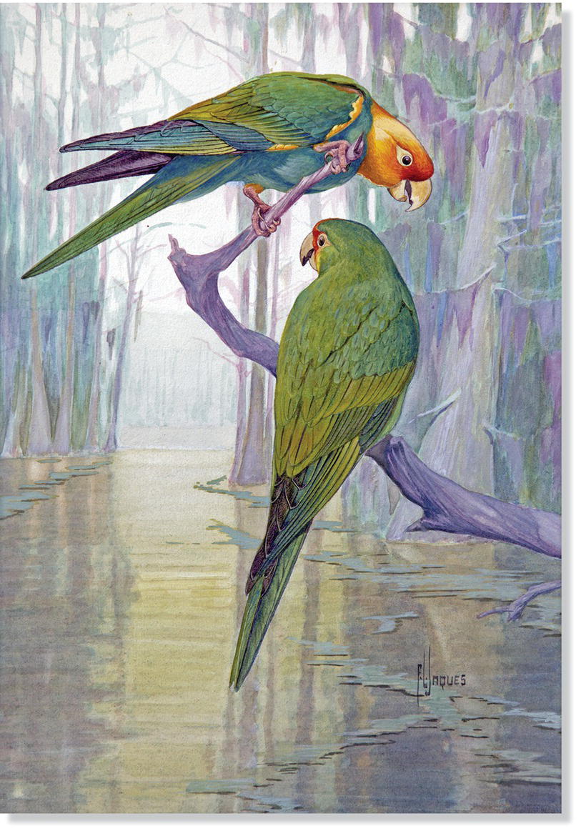 Painting of Carolina parakeets (Conuropsis carolinensis).