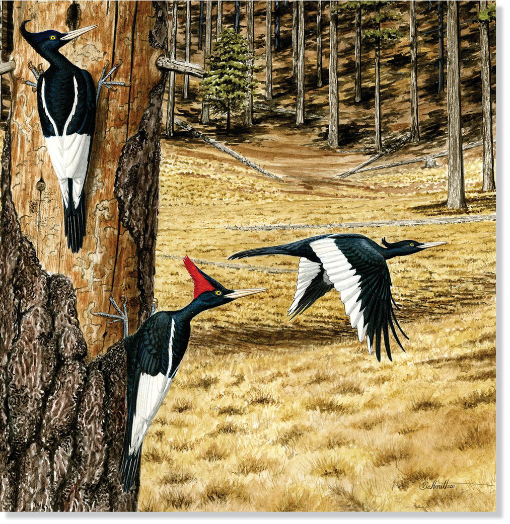 Painting of imperial woodpeckers (Campephilus imperialis).