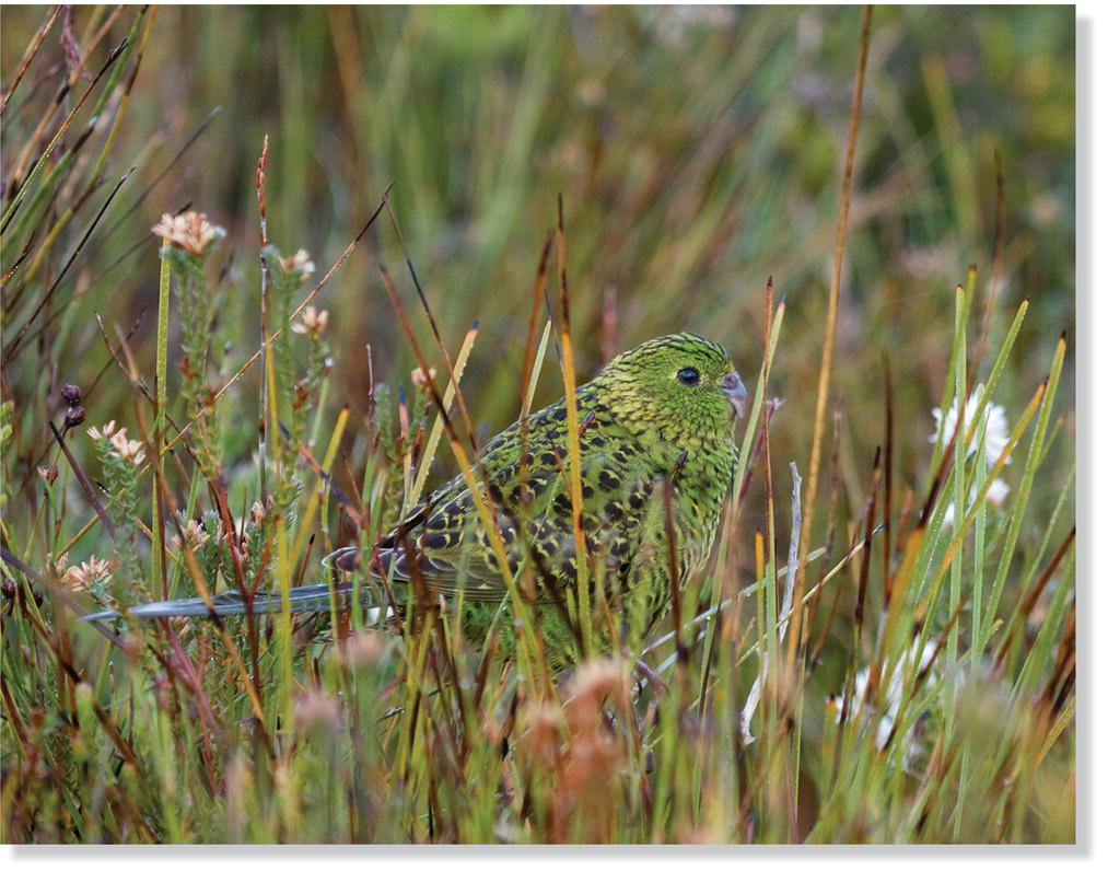 Photo of a night parrot (Pezoporus occidentalis).