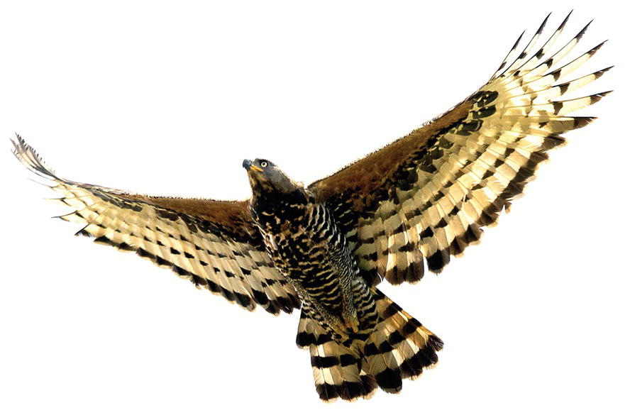 Photo of a crowned hawk-eagle (Stephanoaetus coronatus) in flight.