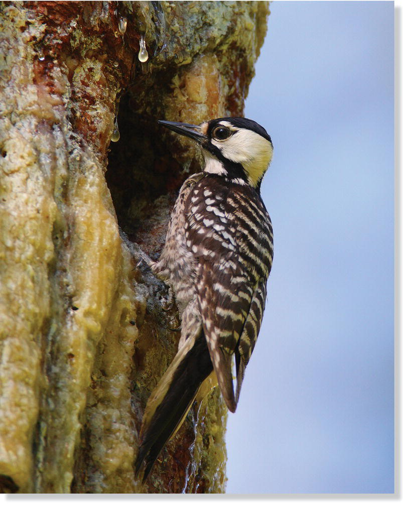 Photo of a red‐cockaded woodpecker (Picoides borealis) on a trunk of a tree.