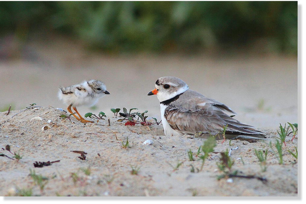 Photo of a recently hatched piping plover (Charadrius melodus) nestling guarded by its parent.