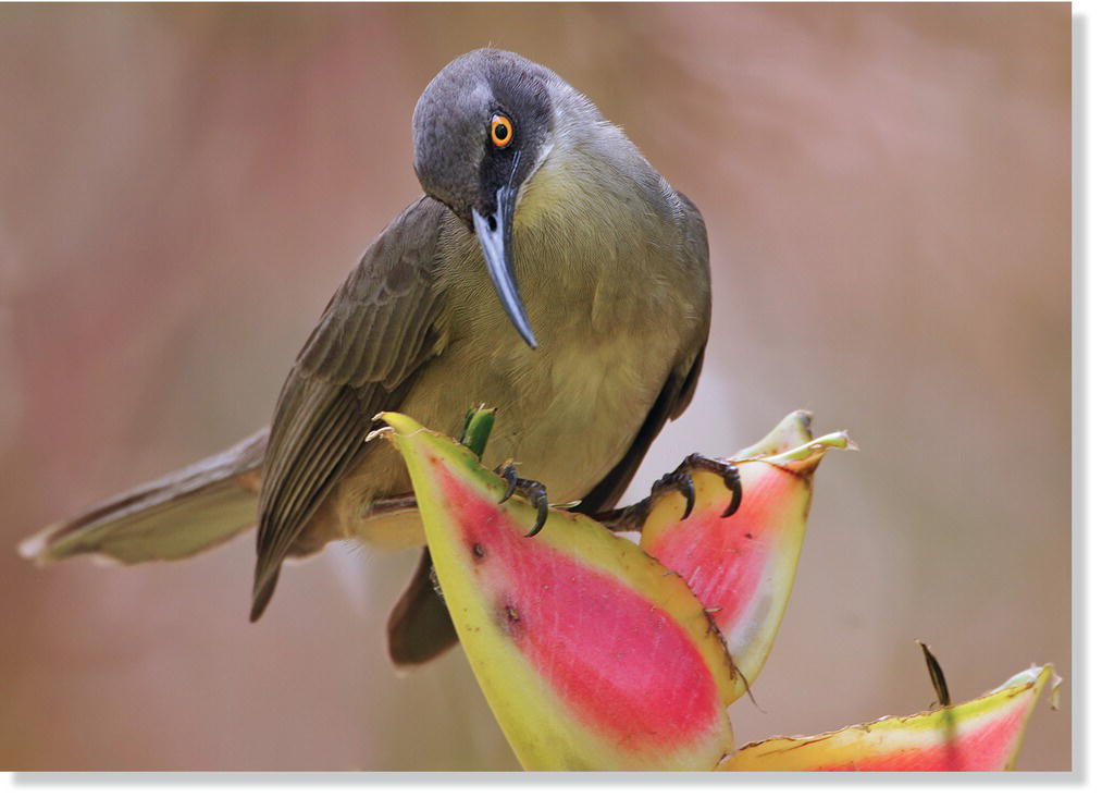 Photo of a gray trembler (Cinclocerthia gutturalis).