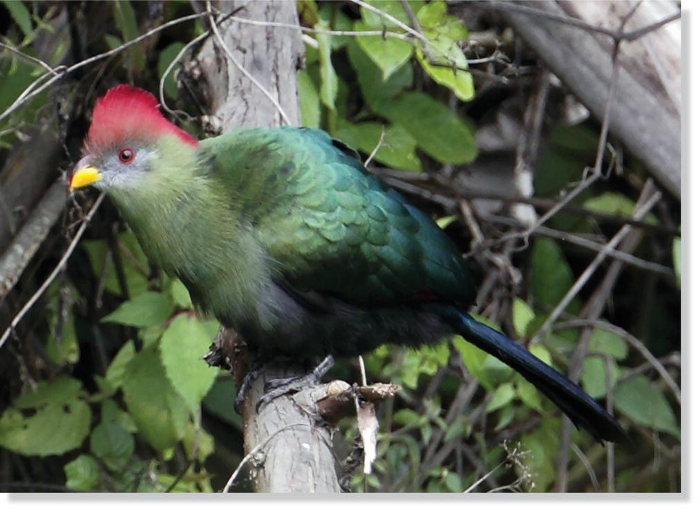 Photo of a Bannerman’s turaco (Tauraco bannermani).