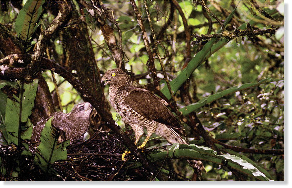 Photo of a Madagascar serpent‐eagle (Eutriorchis astur) and its nestling.