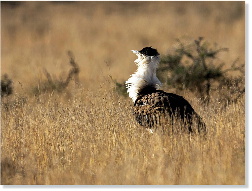 Photo of an Indian bustard (Ardeotis nigriceps).