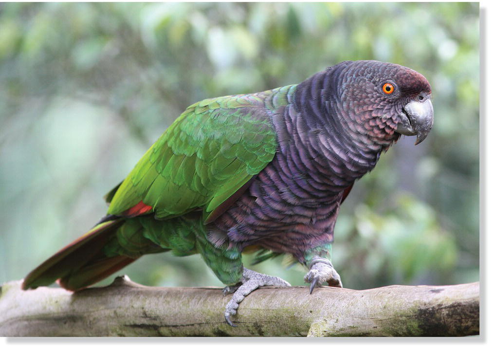 Photo of an imperial parrot (Amazona imperialis).