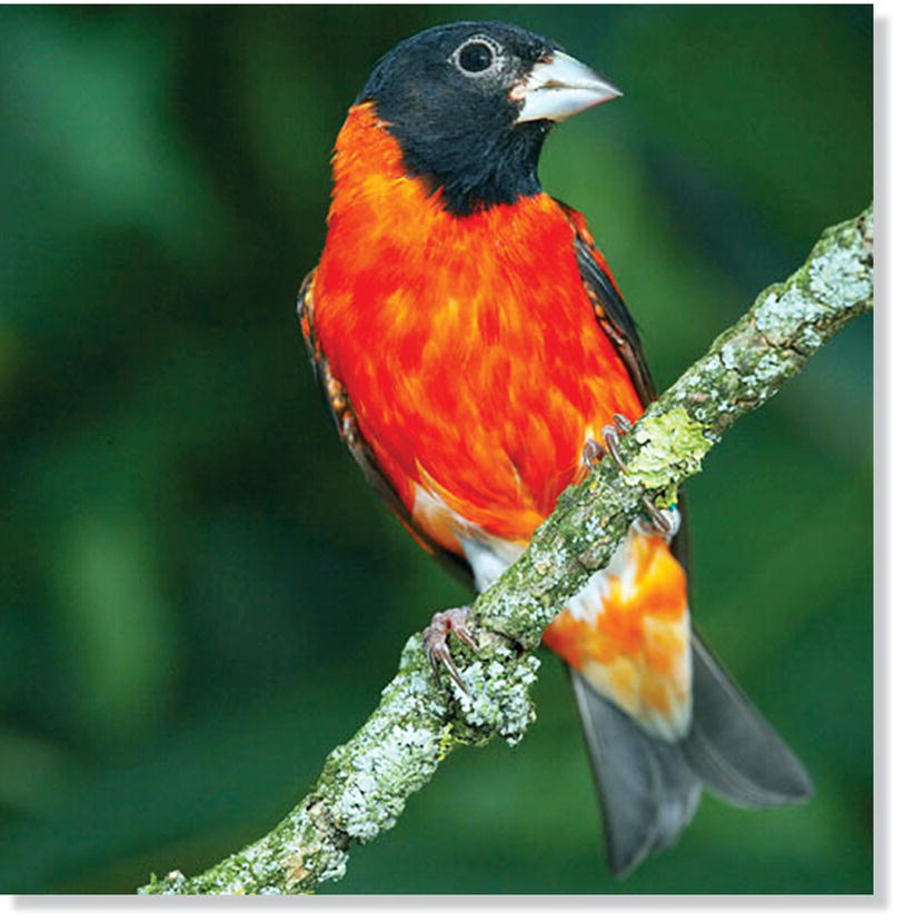 Photo of a red siskin (Spinus cucullatus).