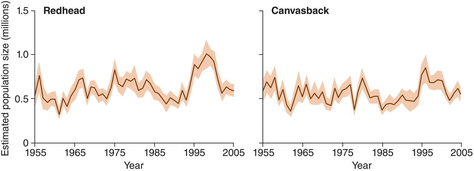 2 Line graphs depicting stochastic variation in population size for redhead ducks (Aythya americana) (left) and canvasback ducks (Aythya valisineria) (right).