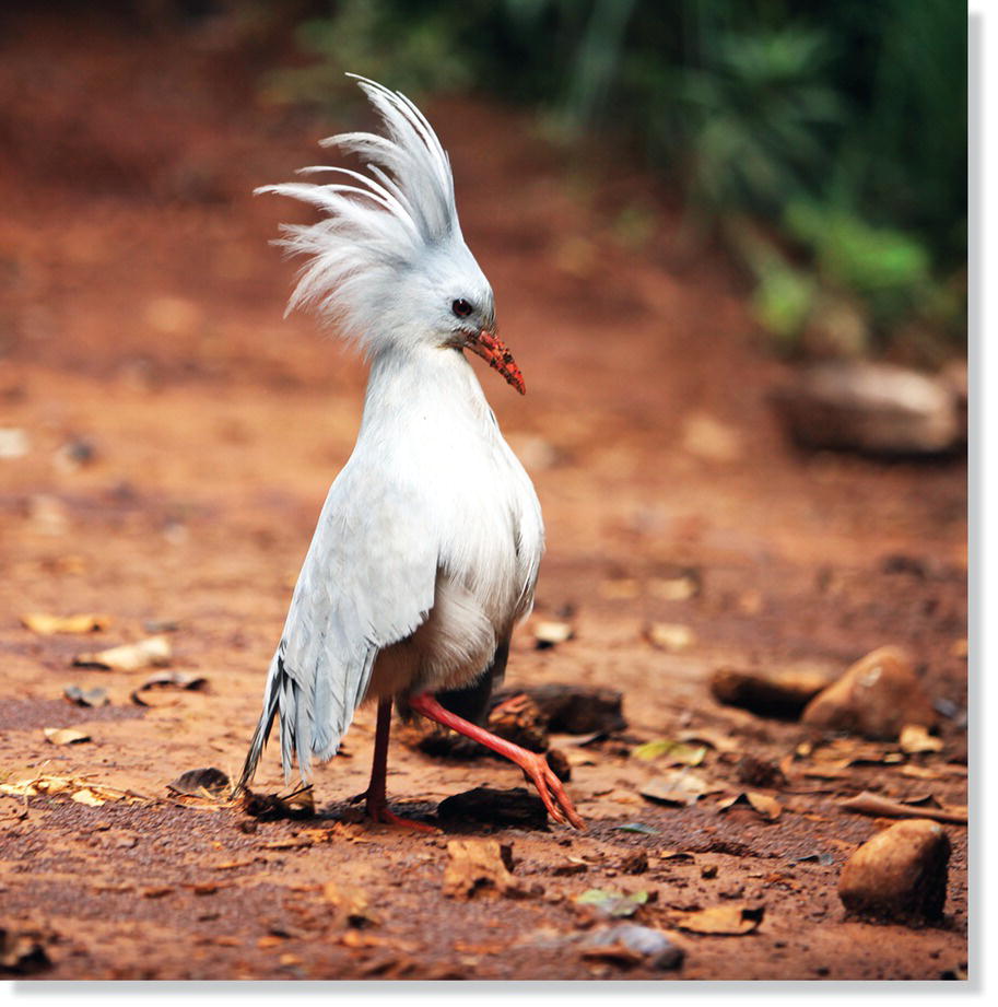 Photo of a kagu (Rhynochetos jubatus).