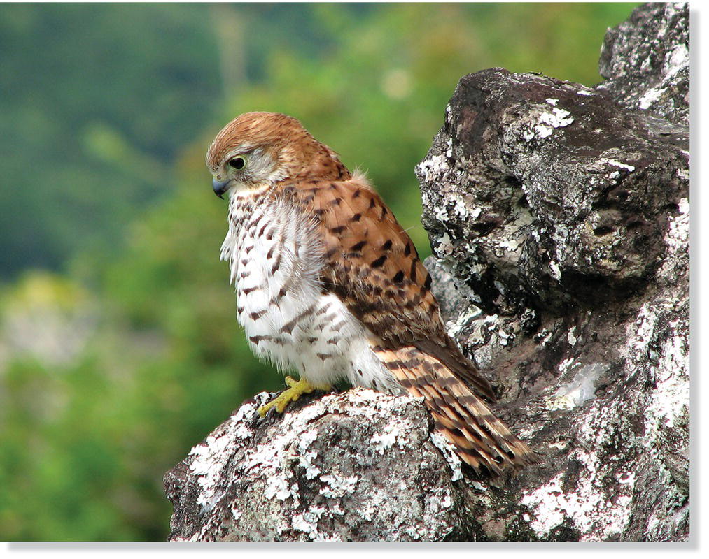 Photo of a Mauritius kestrel (Falco punctatus).