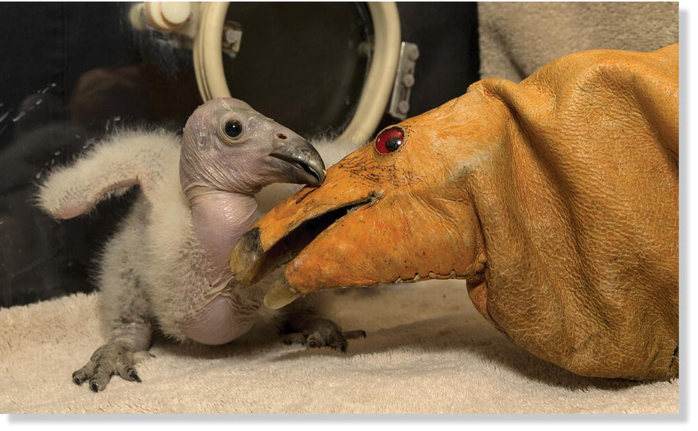 Photo displaying a California condor nestling and a hand puppet resembling condor head.