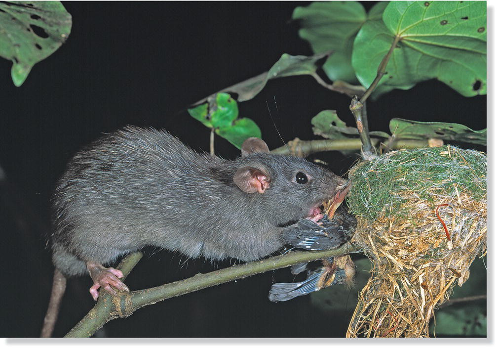 Photo of a black rat eating a nestling bird.