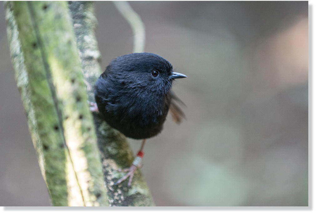 Photo of Chatham robin (Petroica traversi).