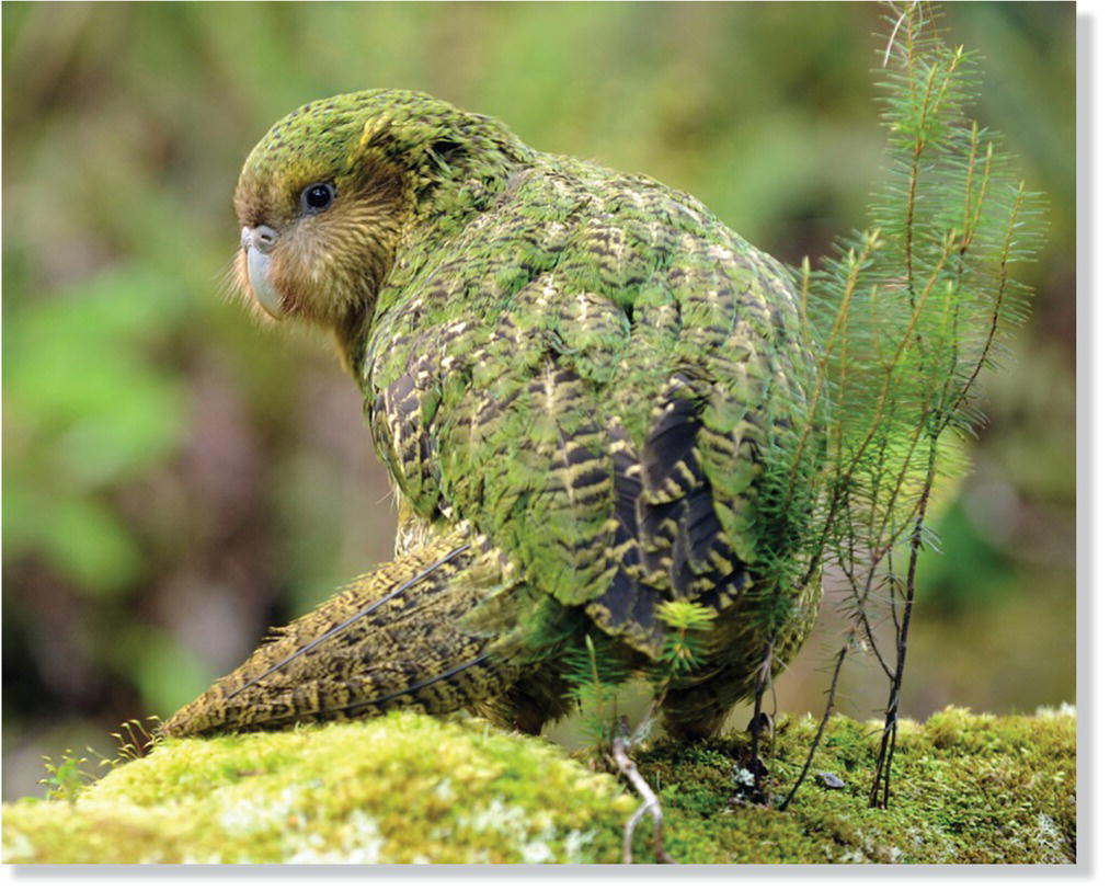 Photo of kakapo (Strigops habroptila).