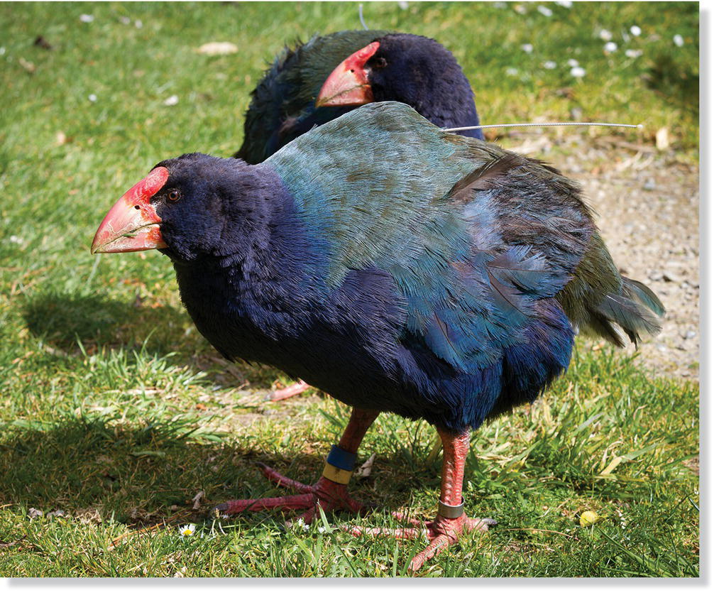 Photo of takahe (Porphyrio mantelli).