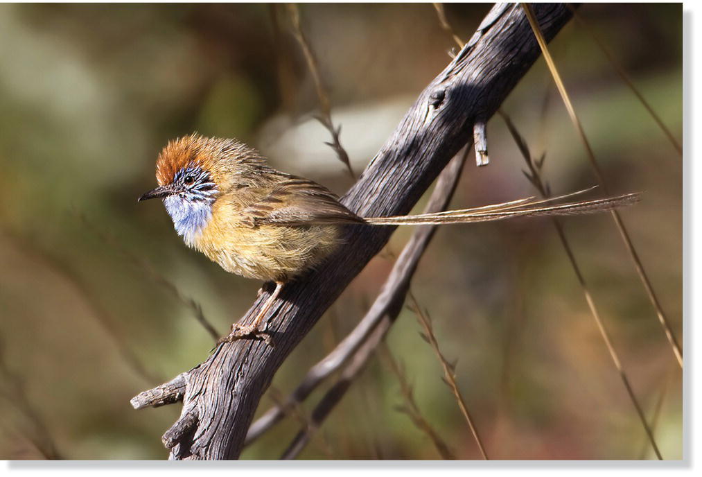 Photo of mallee emuwren (Stipiturus mallee).