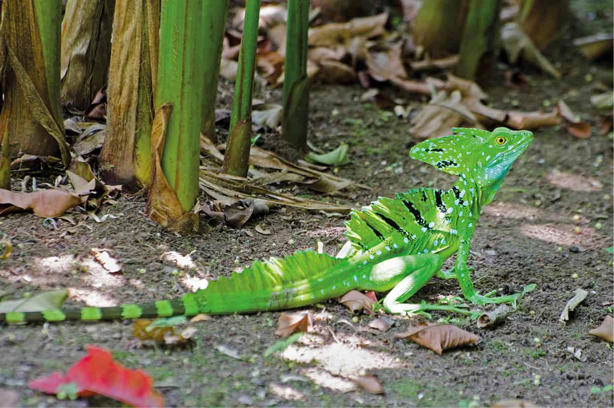 iStock-528564820_CentralAmerica_EC.jpg