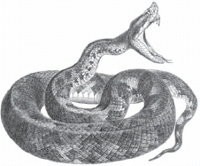 FIGURE 1.1. A fer-de-lance (Bothrops asper). Anonymous (nineteenth-century). REPRODUCTION © 1979 BY DOVER PUBLICATIONS.