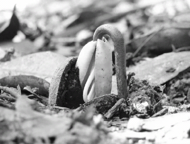 FIGURE 1.2. The sprouting seed of an almendro tree (Dipteryx panamensis). PHOTO © 2006 BY THOR HANSON.