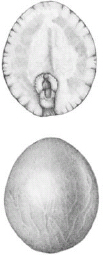 FIGURE 1.4. Avocado (Persea americana). Inside the paper-thin seed coat of an avocado pit, two massive...