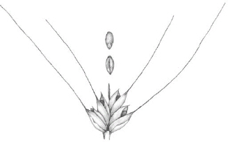 FIGURE 2.3. Wheat (Tricetum spp.). Descended from wild grasses native to the Middle East, wheat now covers more...