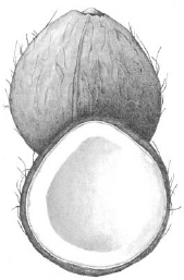 FIGURE 3.1. Coconut (Cocos nucifera). The seeds of the coconut palm, among the world’s largest, provide everything from thirst-quenching beverages...