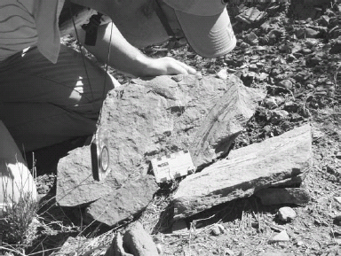 FIGURE 4.1. These fossils from a New Mexico coal bed sum up the ancient struggle between spores and seeds. They show the stem of a giant horsetail...