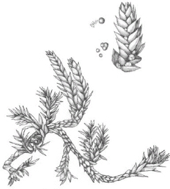 FIGURE 4.3. Wallace’s spike moss (Selaginella wallacei). Like the common ancestor of all seed plants, this spike moss has taken the evolutionary leap of separating male and female spores....