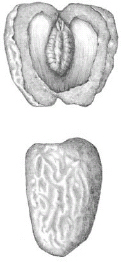 FIGURE 6.2. Date (Phoenix dactylifera). Cultivated since ancient times for their sweet fruits, date palms also hold the record for...