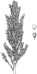 FIGURE 7.3. Sorghum (Sorghum bicolor). A hot-country grain native to Ethiopia, sorghum is expected to become increasingly important as the world adjusts to climate change....