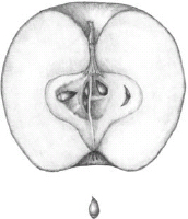 FIGURE 12.2. Apple (Malus domestica). An iconic symbol of temptation in everything from artwork to Bible stories to Snow White, apples play...