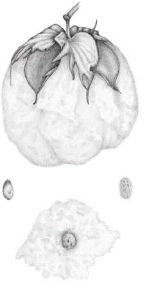 FIGURE 13.1. Cotton (Gossypium spp.). Lined up end to end, the fibers from a single cotton boll can stretch more than twenty miles....