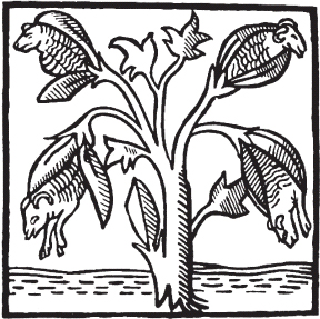 FIGURE 13.2. Stories from medieval traveler Sir John Mandeville and others led to the myth that cotton came from “vegetable lambs,”...