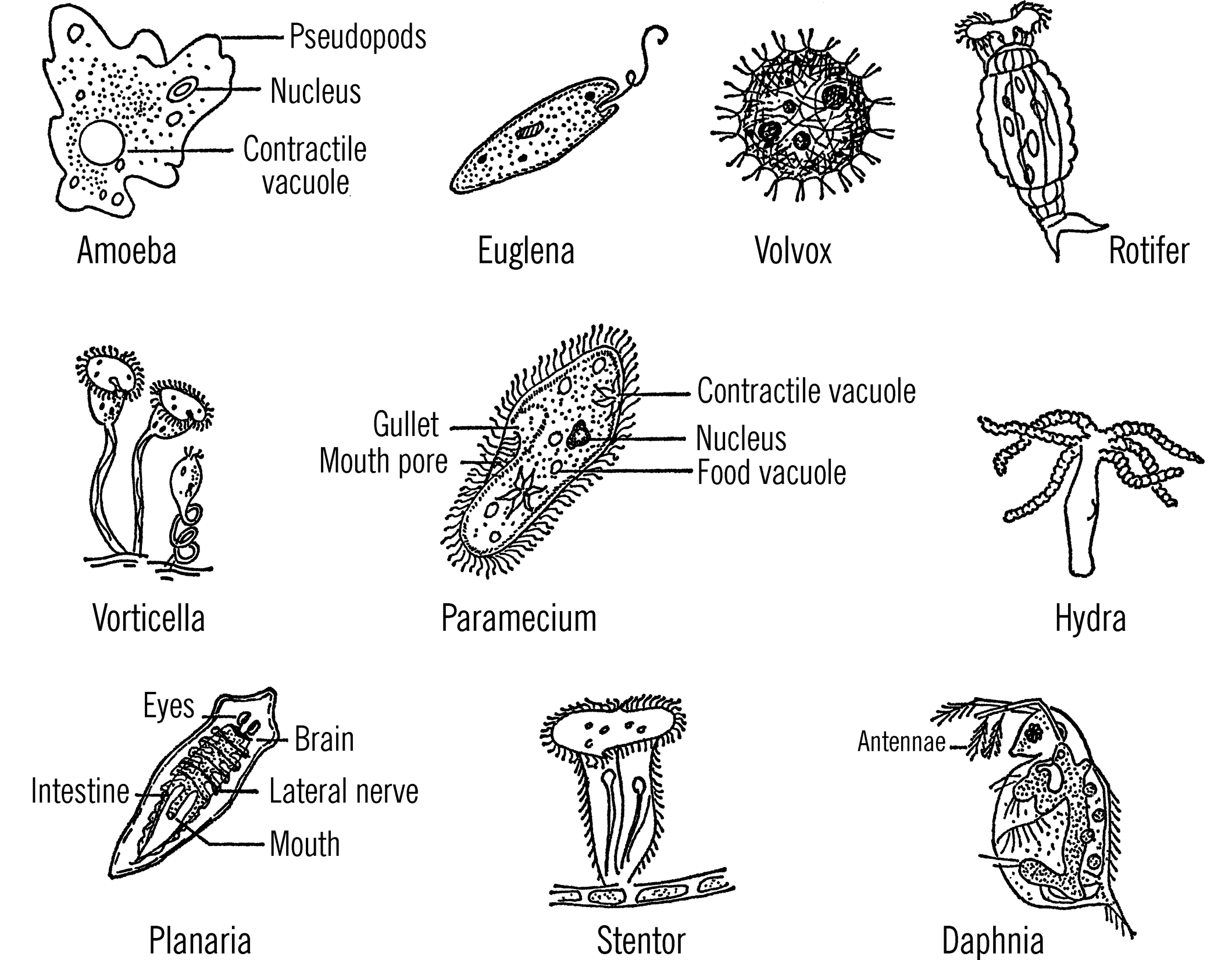 Microbiology cultures.