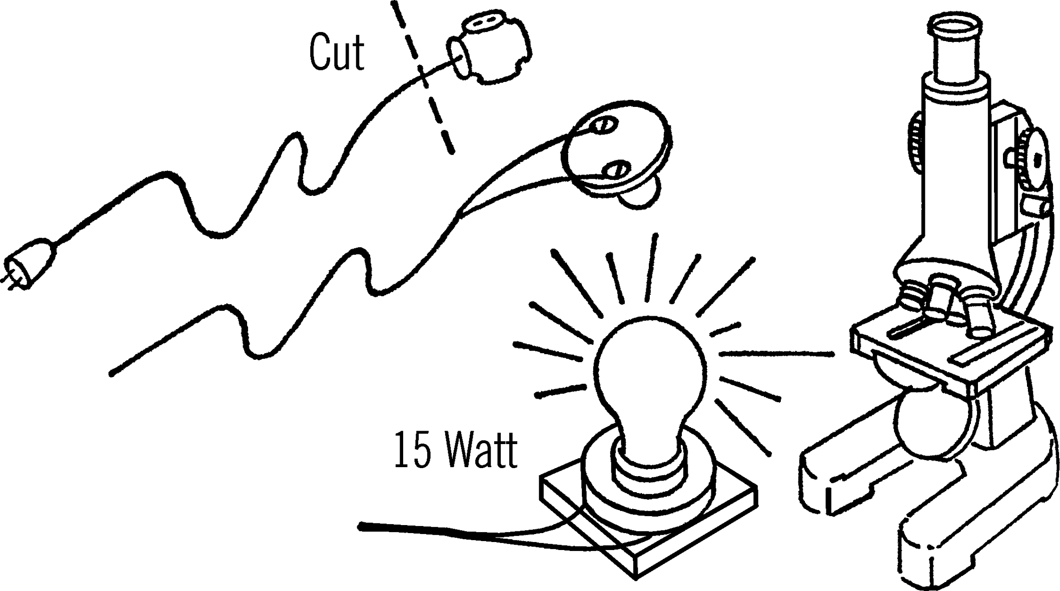 Light source of a microscope.