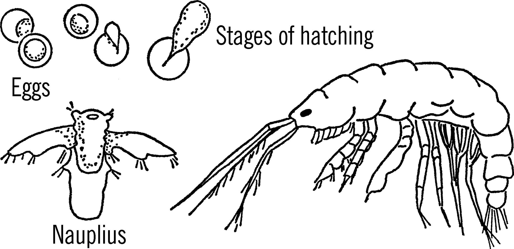 Growing brine shrimp.