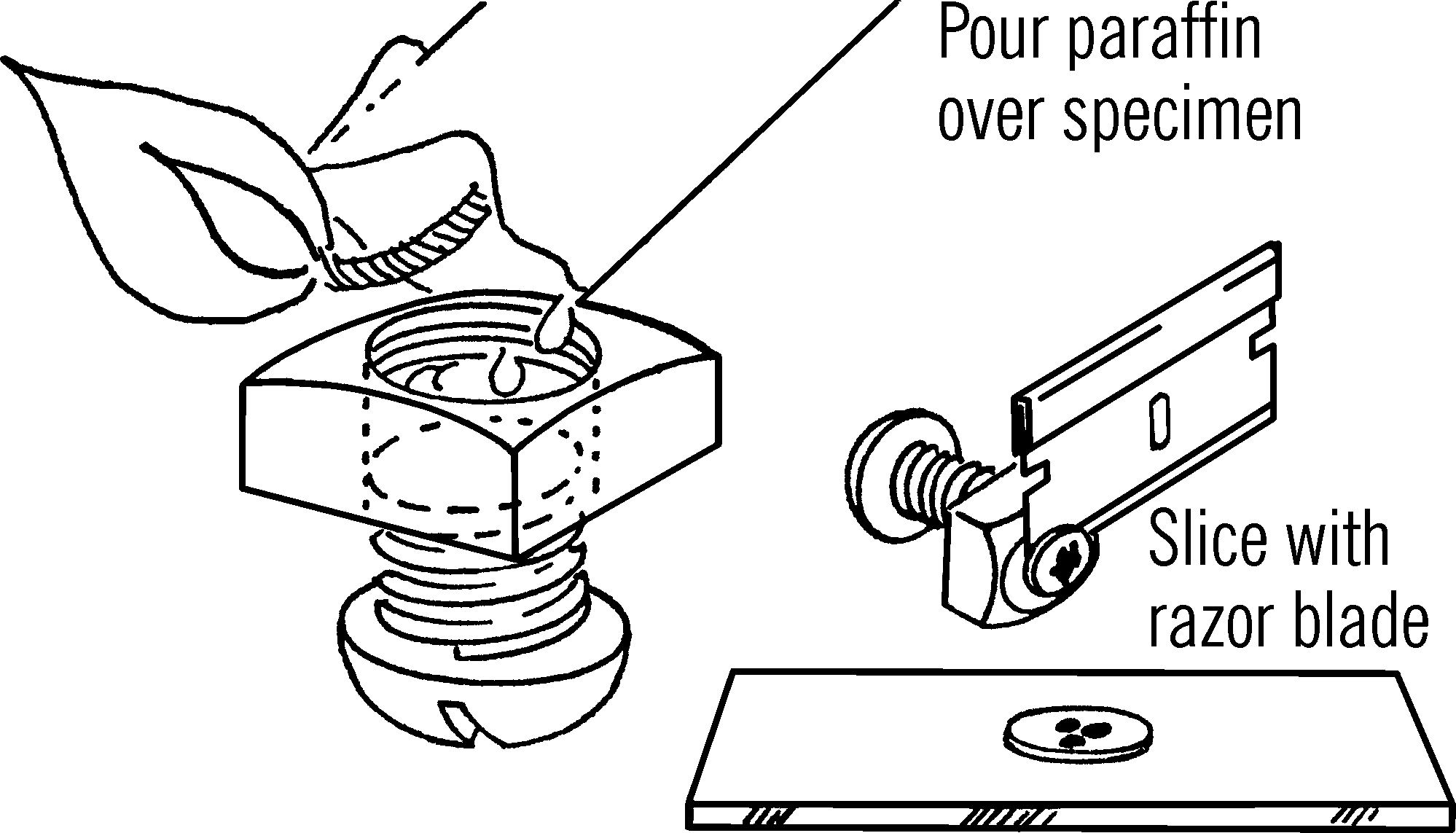 Microtome.