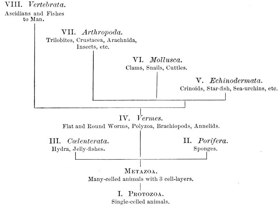 VIII. _Vertebrata._ Ascidians and Fishes to Man. VII. _Arthropoda._ Trilobites, Crustacea, Arachnida, Insects, etc. VI. _Mollusca._ Clams, Snails, Cuttles. V. _Echinodermata._ Crinoids, Starfish, Seaurchins, etc. IV. _Vermes._ Flat and Round Worms, Polyzoa, Brachiopods, Annelids. III. _Cœlenterata._ Hydra, Jellyfishes. II. _Porifera._ Sponges. METAZOA. Manycelled animals with 3 celllayers. I. PROTOZOA. Singlecelled animals.