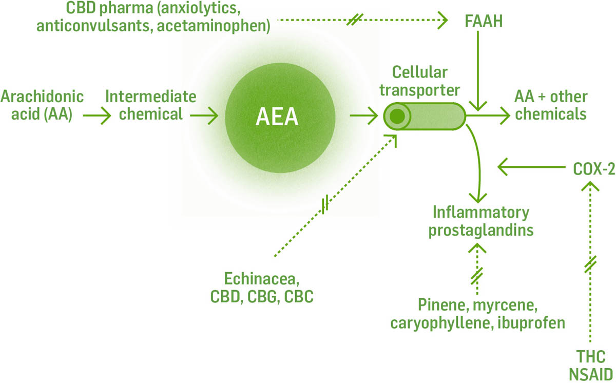 Illustrated infographic showing chemical interactions and inhibitions, including CBD, NSAID, THC, and more