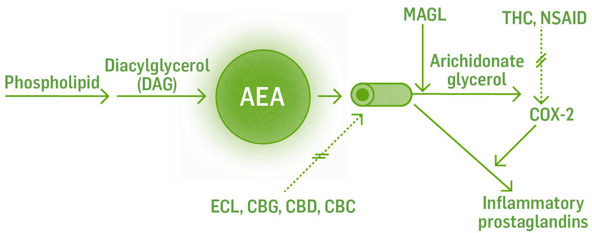 Illustrated infographic showing sysnthesis and breakdown reactions of 2AG