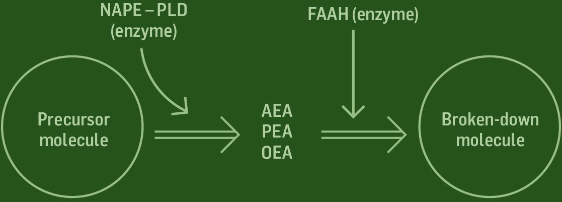 Illustrated graphic showing precursor molecule and synthesis and breakdown into AEA, PEA, and OEA