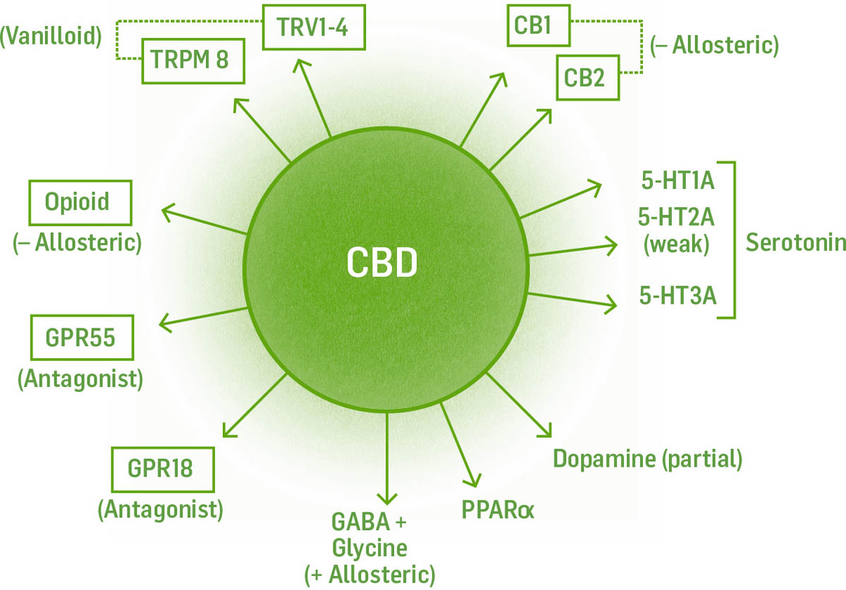 Illustrated graphic showing CBD and receptors, including dopamine, serotonin, and more