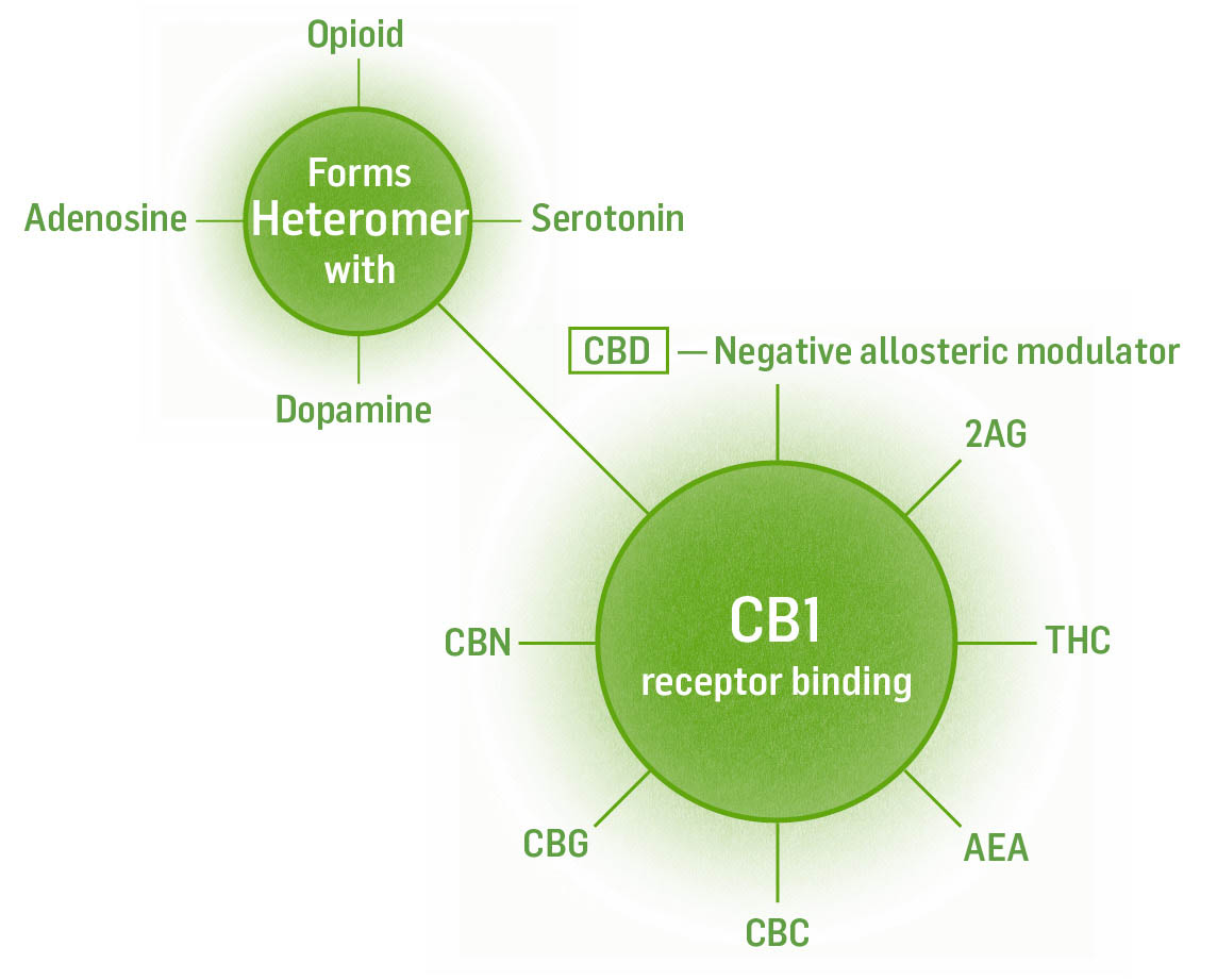 Illustration of CB1 receptor binding, with opioid, adenosine, serotonin, dopamine, and more