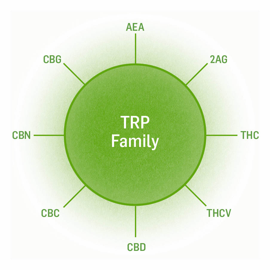 Graphic of TRP family binders, including AEA, 2AG, THC, CBD, and more